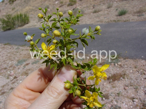 creosotebush